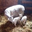 2013 Twin lambs