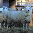 Cheviot ewes in full fleece