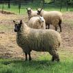 Yearling ewes