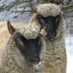 9 month old ewe lambs