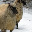 9 month old ewe lambs