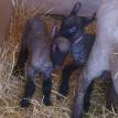 Newborn Clun Forest twin lambs