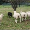 Marty Herding